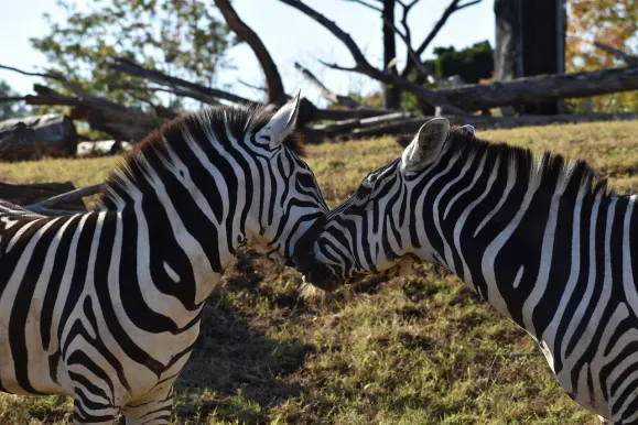 LunarSlots Kasino Podpora